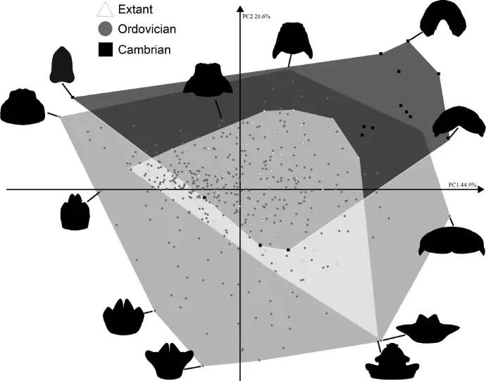 Evolution of the head morphology of Pentastomida
